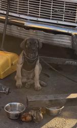 Lost Male Dog last seen university & chicago ave, Riverside, CA 92507