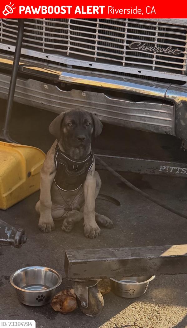 Lost Male Dog last seen university & chicago ave, Riverside, CA 92507