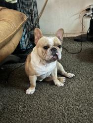Found/Stray Unknown Dog last seen Nw 39th mcarthur, Warr Acres, OK 73122
