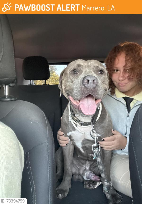 Found/Stray Male Dog last seen Ames Barataria, Marrero, LA 70072