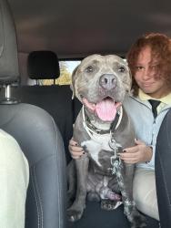 Found/Stray Male Dog last seen Ames Barataria, Marrero, LA 70072