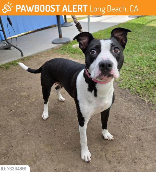 Found/Stray Female Dog last seen ramona park 3301 E 65th St, Long Beach, CA 90805, Long Beach, CA 90805