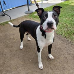 Found/Stray Female Dog last seen ramona park 3301 E 65th St, Long Beach, CA 90805, Long Beach, CA 90805