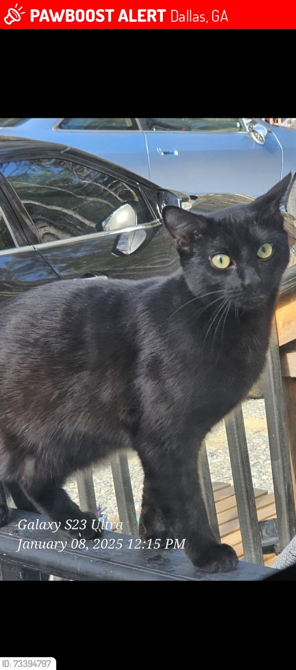 Lost Male Cat last seen Marshall Fuller, Scoggins, Hwy 120, Hwy 61, Dallas, GA 30157