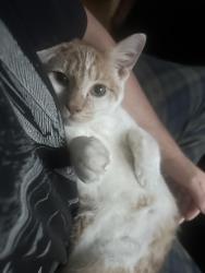 Lost Male Cat last seen Western Ave, Chicago, IL 60647