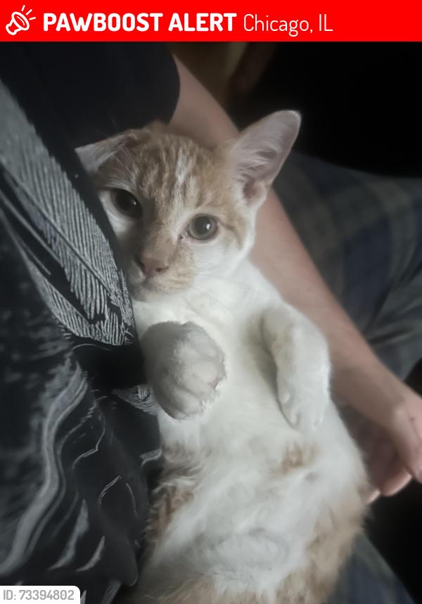Lost Male Cat last seen Western Ave, Chicago, IL 60647