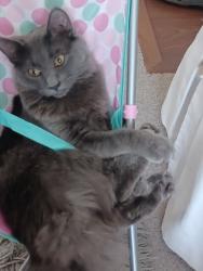 Reunited Female Cat last seen Not sure, Waltham, MA 02453