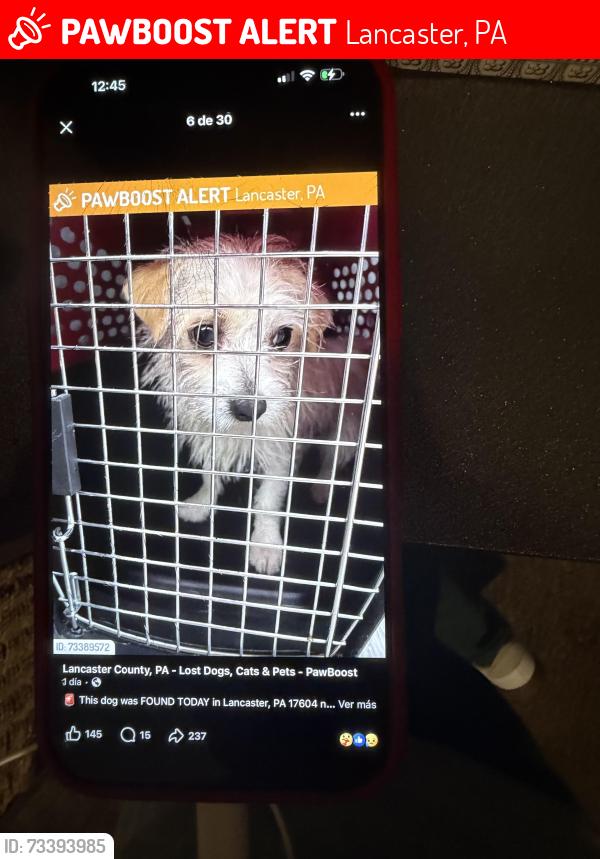 Lost Female Dog last seen Duke street x chespeake, Lancaster, PA 17603