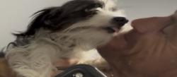 Reunited Male Dog last seen Near Woodside Ave Lakeside CA 90704, Lakeside, CA 92040
