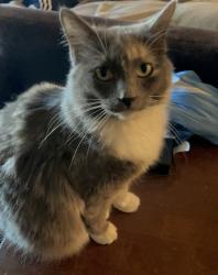 Lost Female Cat last seen Anway Road and Jaguar Lane, Avra Valley, AZ 85653