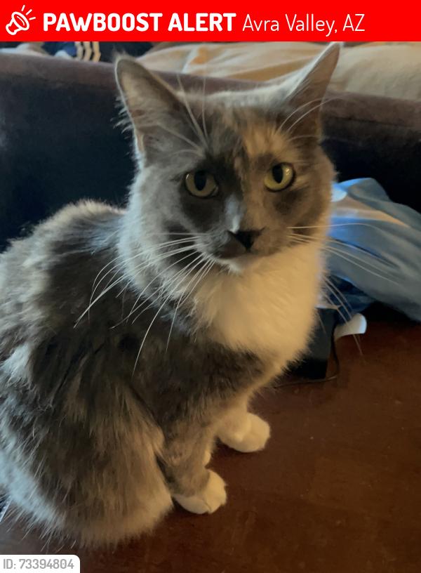 Lost Female Cat last seen Anway Road and Jaguar Lane, Avra Valley, AZ 85653