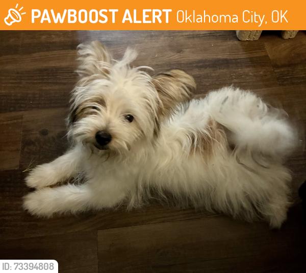 Found/Stray Male Dog last seen Ralph Ct and O’Casey, Oklahoma City, OK 73099