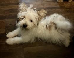 Found/Stray Male Dog last seen Ralph Ct and O’Casey, Oklahoma City, OK 73099