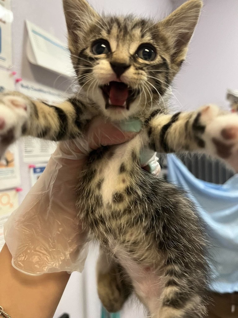 Shelter Stray Female Cat last seen Bexar County, 3353 Morningside Dr, New Braunfels, TX 78132, USA
