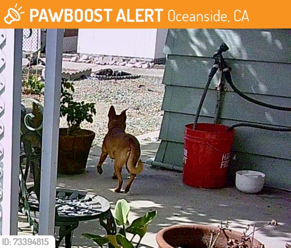 Found/Stray Unknown Dog last seen Near N El Camino Real, Oceanside, CA 92058
