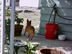 Found/Stray Unknown Dog last seen Near N El Camino Real, Oceanside, CA 92058