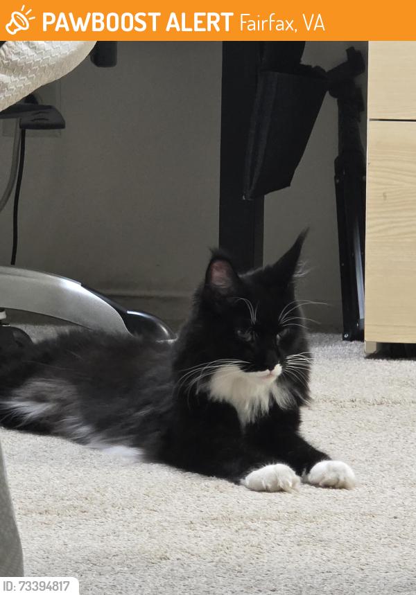 Found/Stray Unknown Cat last seen Micro center, Fairfax, VA 22031