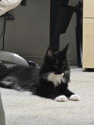 Found/Stray Unknown Cat last seen Micro center, Fairfax, VA 22031