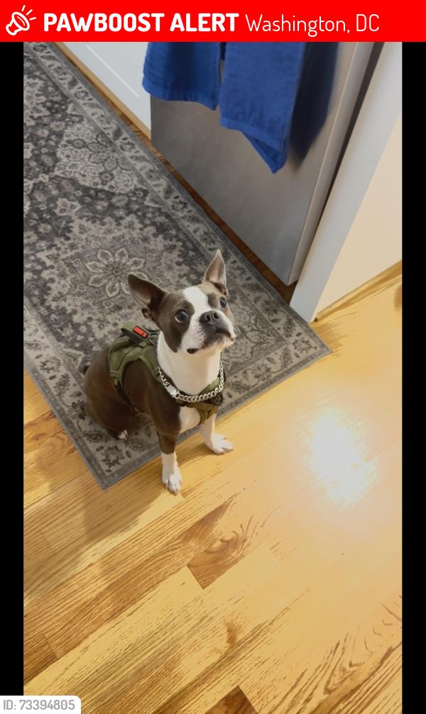 Lost Female Dog last seen Blaine st ne Washington dc, Washington, DC 20019