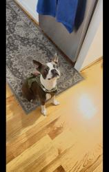 Lost Female Dog last seen Blaine st ne Washington dc, Washington, DC 20019
