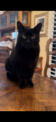Lost Female Cat last seen Shoreline Dr and Fashion Island Blvd, San Mateo, CA 94404
