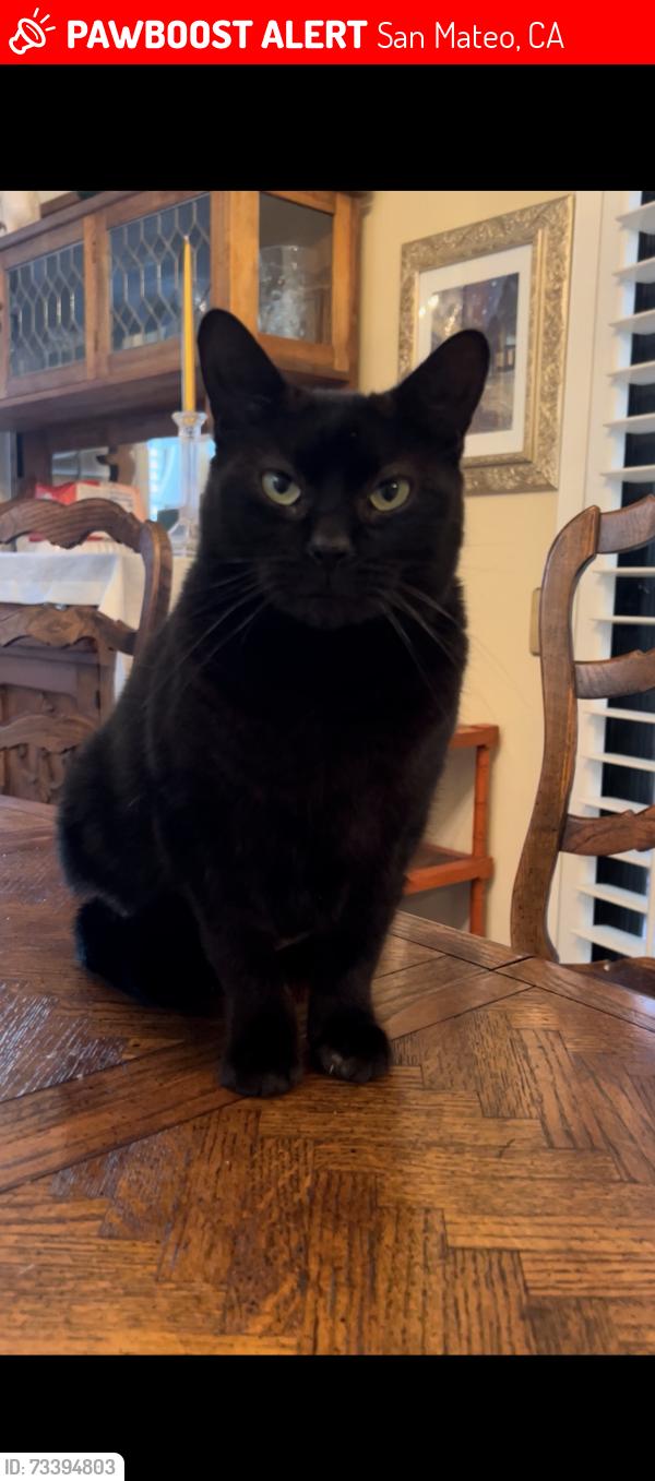 Lost Female Cat last seen Shoreline Dr and Fashion Island Blvd, San Mateo, CA 94404