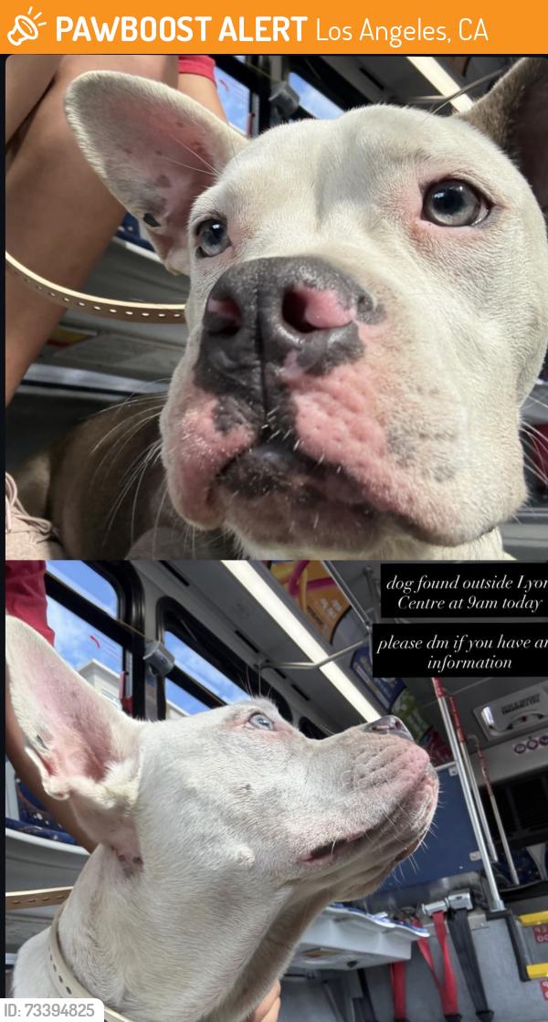 Found/Stray Unknown Dog last seen Lyon Center, Los Angeles, CA 90007