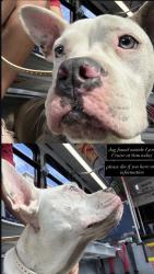 Found/Stray Unknown Dog last seen Lyon Center, Los Angeles, CA 90007