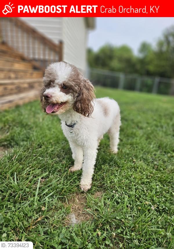 Lost Female Dog last seen Preachersville Church in Crab Orchard, Crab Orchard, KY 40419