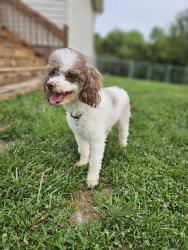 Lost Female Dog last seen Preachersville Church in Crab Orchard, Crab Orchard, KY 40419