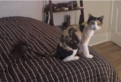 Lost Female Cat last seen 28th / C. Street - Golden Hill, San Diego, CA 92102