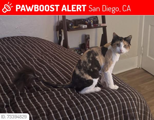 Lost Female Cat last seen 28th / C. Street - Golden Hill, San Diego, CA 92102