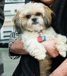 Reunited Male Dog last seen Harvest Lane Ct and Old Orchard, near Old Orchard Elementary School, Columbus, OH 43213