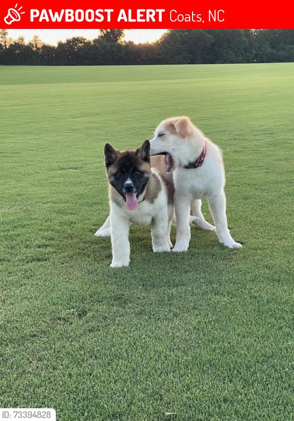 Lost Male Dog last seen Ebenezer Church Rd, Coats, NC 27521