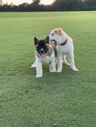 Lost Male Dog last seen Ebenezer Church Rd, Coats, NC 27521