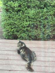 Found/Stray Unknown Cat last seen Route 528, Middlefield Township, OH 44062
