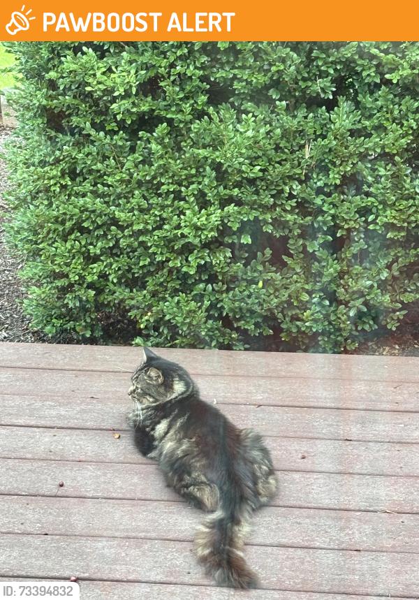 Found/Stray Unknown Cat last seen Route 528, Middlefield Township, OH 44062