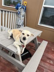 Lost Male Dog last seen 106th and converce, Bennett, CO 80102