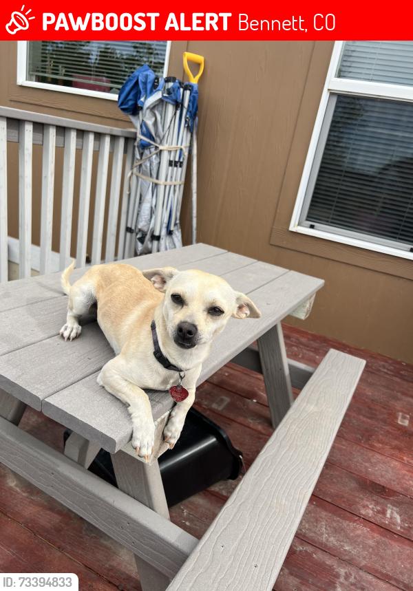 Lost Male Dog last seen 106th and converce, Bennett, CO 80102