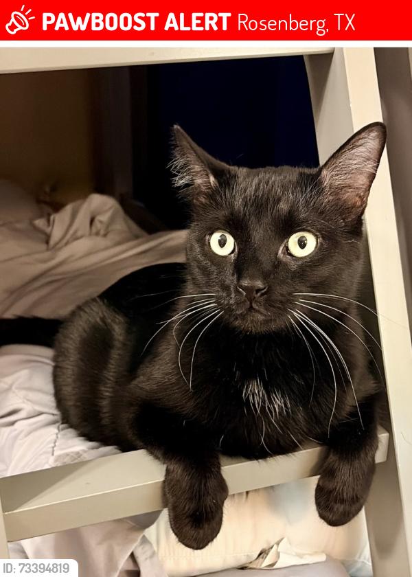 Lost Male Cat last seen On my patio at Bayou Bend apmts he jumped, Rosenberg, TX 77471