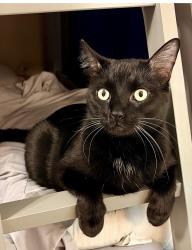 Lost Male Cat last seen On my patio at Bayou Bend apmts he jumped, Rosenberg, TX 77471