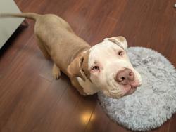 Found/Stray Male Dog last seen Yellowstone Dr x Stockbridge Dr, San Jose, CA 95117