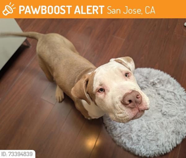 Found/Stray Male Dog last seen Yellowstone Dr x Stockbridge Dr, San Jose, CA 95117