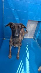 Shelter Stray Female Dog last seen 4TH ST AND L ST BAKERSFIELD, 201 S Mt Vernon Ave, Bakersfield, CA 93307, USA