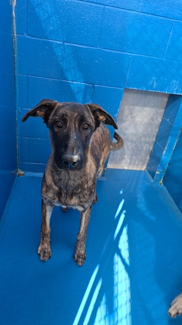 Shelter Stray Female Dog last seen 4TH ST AND L ST BAKERSFIELD, 201 S Mt Vernon Ave, Bakersfield, CA 93307, USA