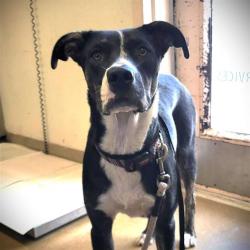 Shelter Stray Female Dog last seen Near BLOCK OF KASHMUIR PLACE, 4710 TX-151, San Antonio, TX 78227, USA