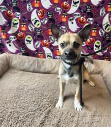 Shelter Stray Male Dog last seen , West Valley Animal Shelter, 20655 Plummer St, Chatsworth, CA 91311, USA
