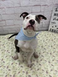 Shelter Stray Male Dog last seen Near BLOCK HIGHLAND ST, DETROIT, MI 48206, 7401 Chrysler Dr, Detroit, MI 48211, USA