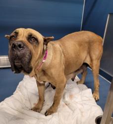 Shelter Stray Female Dog last seen Near BLOCK W OUTER DR, DETROIT, MI ,48239, 7401 Chrysler Dr, Detroit, MI 48211, USA