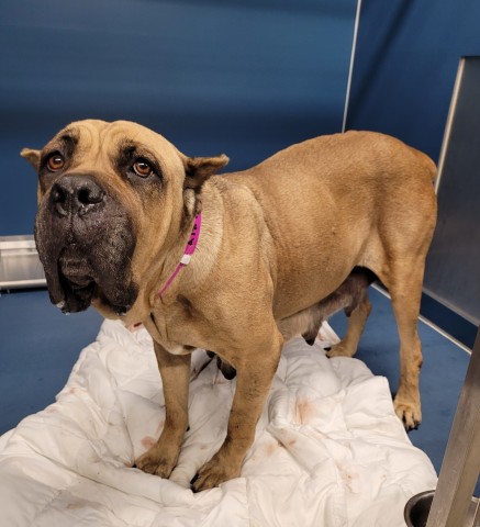 Shelter Stray Female Dog last seen Near BLOCK W OUTER DR, DETROIT, MI ,48239, 7401 Chrysler Dr, Detroit, MI 48211, USA